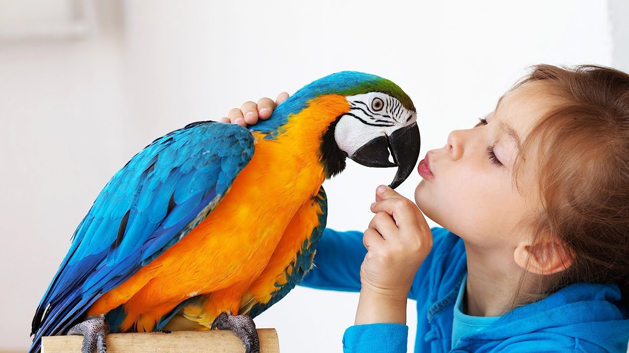 best birds for a beginner pet bird youtube best birds for a beginner pet bird youtube