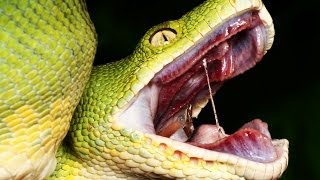 Terrifying Facts About Snakes That Will Give You Nightmares