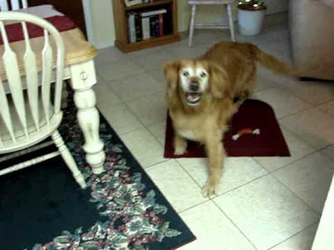 My Golden Retriever Demanding Dinner 0 Golden Shepherds Have The Characteristic Of Being Affectionate