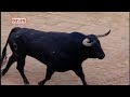 Eyewitness to death in Pamplona bull run
