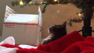 Munchkin kitten and Christmas tree