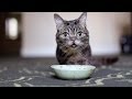 An Intimate Look at BUB's Fascinating Eating and Cleaning Methods