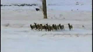 Popular Wolf attacks on humans & Gray wolf videos - YouTube