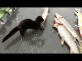 Very Funny Animals 2014