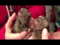 Very Funny Animals 2014