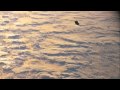 NASA STS-88 black transforming UFO