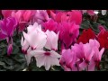 Sera de flori Oradea-Salard Szalardi Viragoskert Jud Bihor