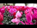Sera de flori Oradea-Salard Szalardi Viragoskert Jud Bihor