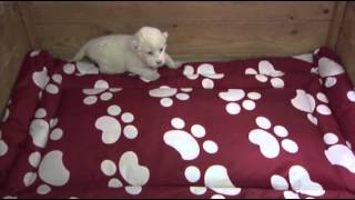 Raw: White Lion Cub Debuts at Serbia Zoo