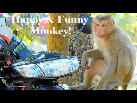 Fantastic Monkey Rose Funny Train Fighting With Friends|Amazing Pigtail Rose Monkey