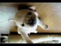 Puppy Can't Roll Back Over