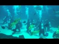 Georgia Aquarium Whale Shark Dive - Grouper attack
