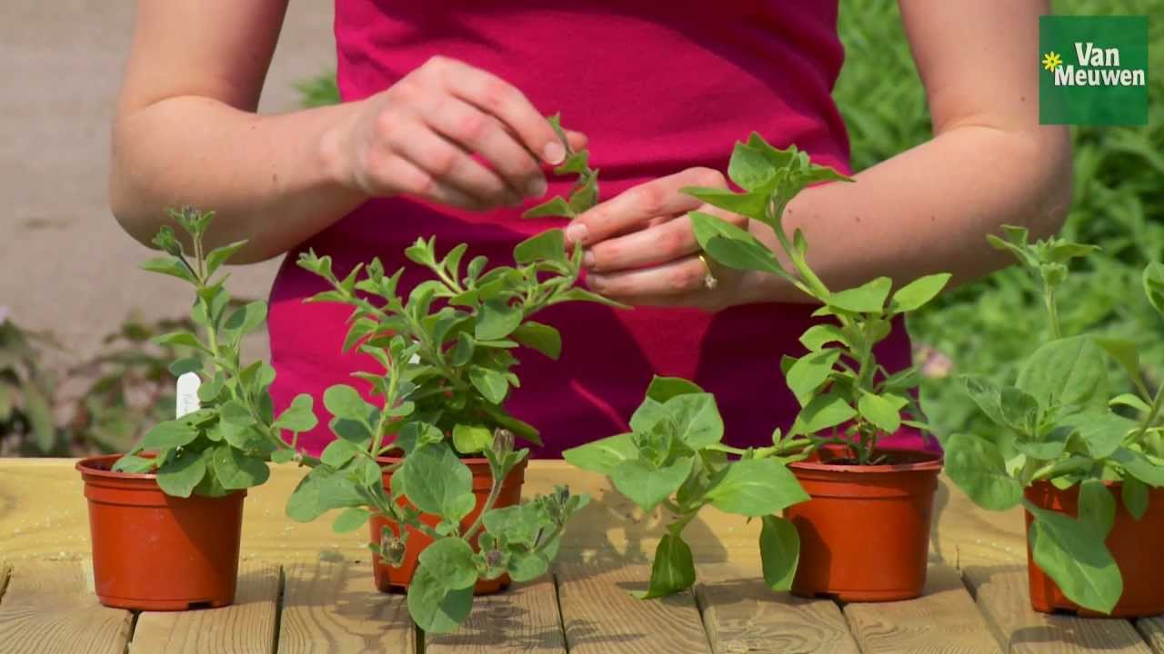 How to pinch out bedding plants with Van Meuwen YouTube