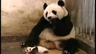 Panda asusta a mamá