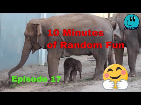 10 Minutes of Random Fun Videos Episode 17