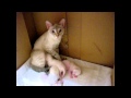 Ночной разговор с кормящей кошкой. - Улёт! - Funny Cats - Ночной разговор с кормящей кошкой. - Улёт! - Funny Cats -