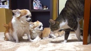 2チワワ vs 猫 - 2 Dogs vs Ohagi -