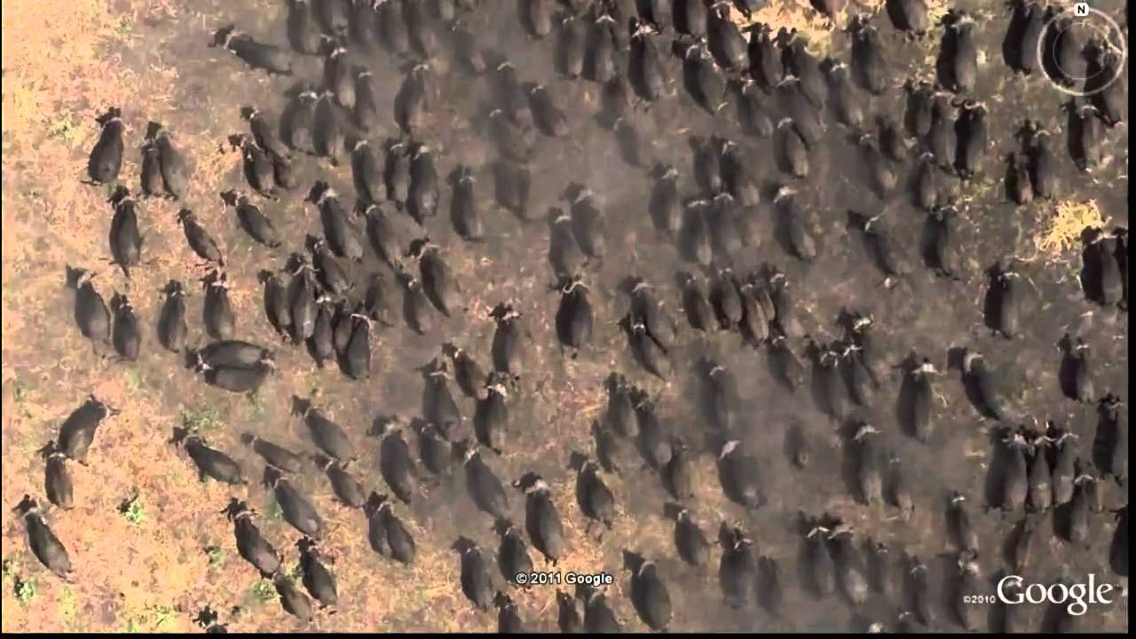 Google Earth Animals.avi YouTube