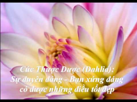 Ý nghĩa các loài hoa.