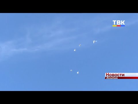 В память о воинах-искитимцах в парке запустили в небо голубей В память о воинах-искитимцах в парке запустили в небо голубей