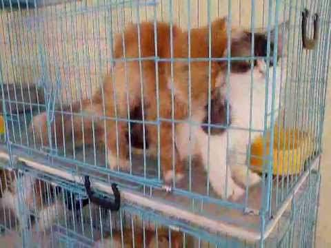 Kucing Kawin (Cats Mating) Part. 2 - YouTube