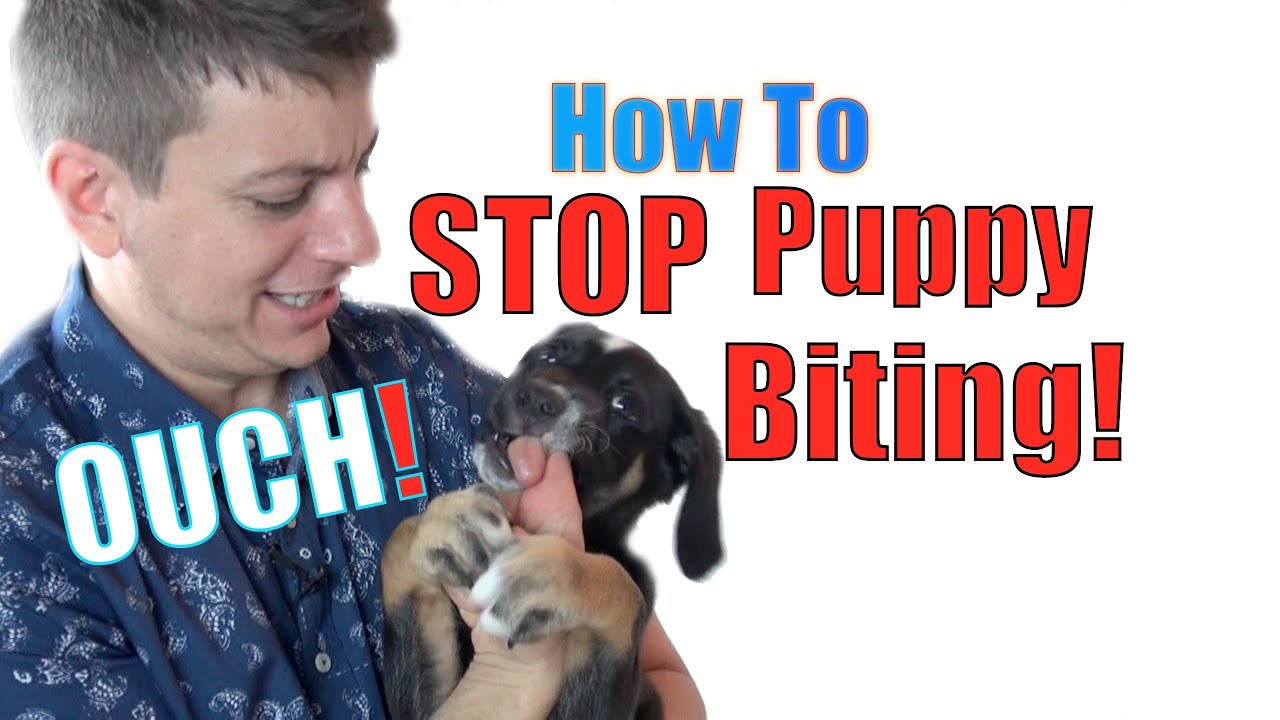 How to Train a Puppy NOT to BITE - YouTube