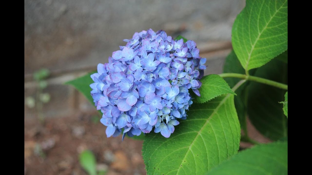 How to Prune Hydrangeas to produce beautiful foliage  By The 