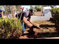 Plantio de grama no Cemitério Municipal de Roncador