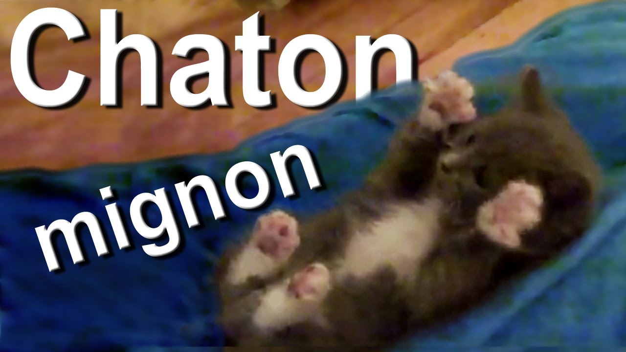 Chaton mignon - YouTube