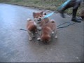 Running shiba puppy's.