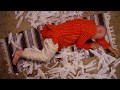 Avian