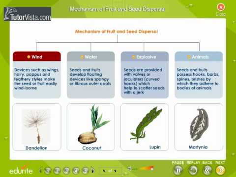 Fruit and seed Dispersal - YouTube