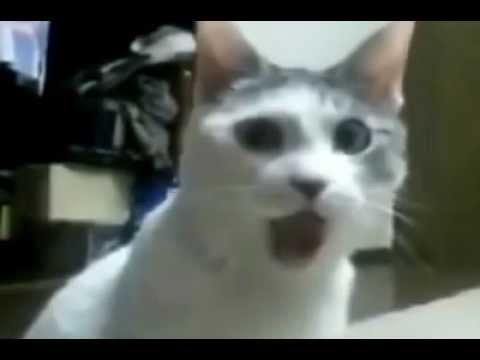hqdefault.jpg