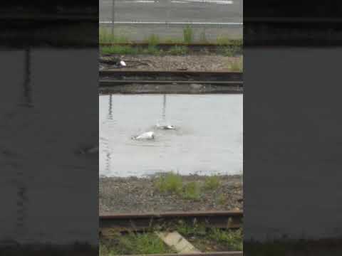 Funny birds dunking their head in water puddles
