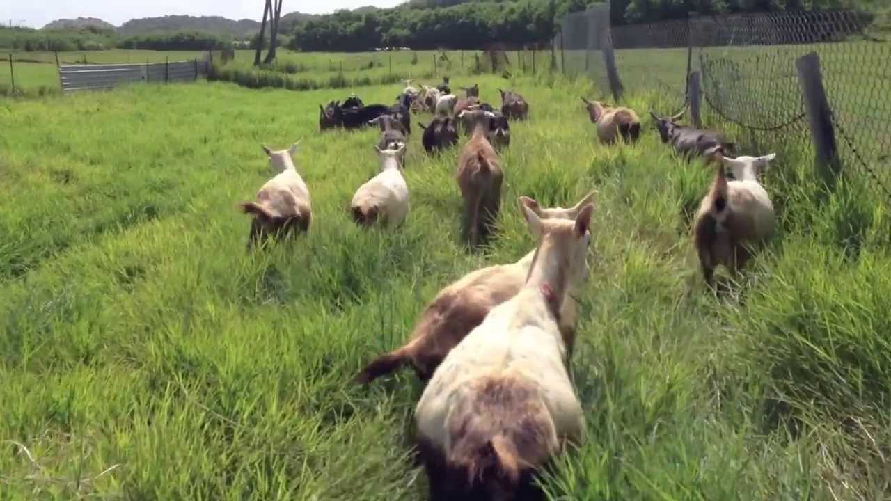 Leucaena as an Alternative Forage and Concentrate Substitute for