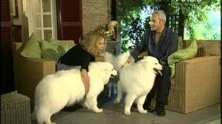 Cane - Samoiedo.divx