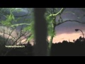 UFO OVNI apercu foret de Cadiz le 29 avril 2014 (Espagne)