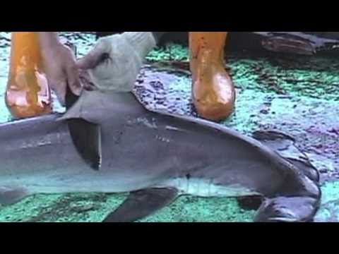 Over 73 Million Sharks Killed Every Year for Fins