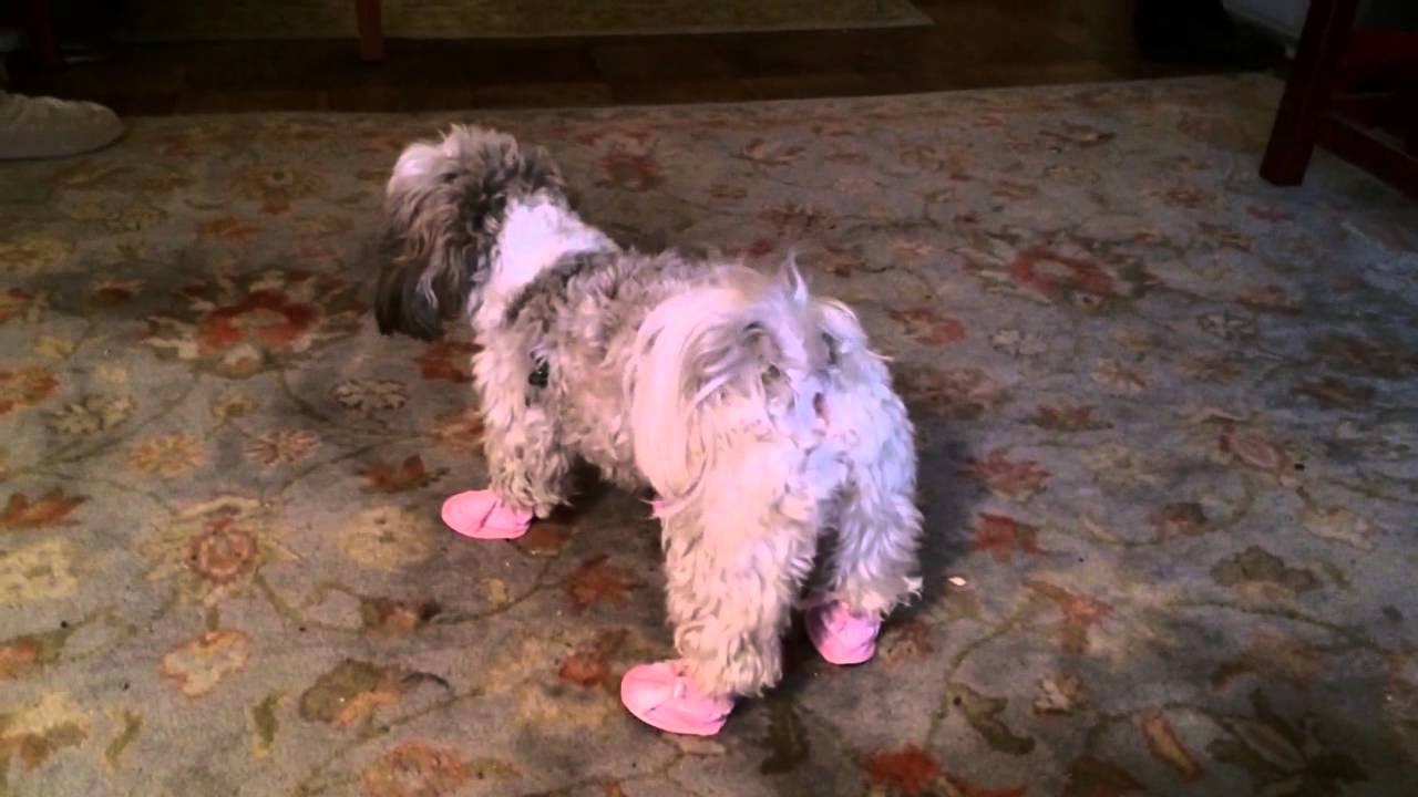 shih tzu slippers shih tzu wearing shoes shih tzu slippers shih tzu wearing shoes