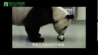 圓圓與藍芽圓仔分身 Giant Panda Yuan Yuan with the Bluetooth Panda Doll