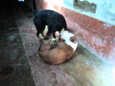 FOTOS DE PERROS PITBULL PELEANDO fotos de perros pitbull peleando: