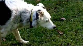Nova Science Now: How Smart Are Dogs? Nova Science Now: How Smart Are Dogs?