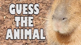 Can You Guess The Animal? - Brazil Special - Earth Unplugged