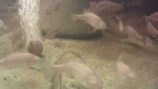 Backyard Aquaponics Silver Perch Fish Update April 2013