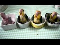 Детёныши белобрюхих попугаев Детёныши белобрюхих попугаев