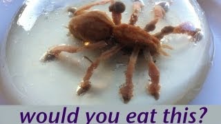 Would you eat a spider? Food Art Jello Art HOW TO COOK THAT Ann Reardon Gelatina