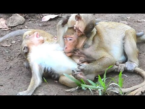 SP and other monkeys enjoy with their funny action and this simple life monkey