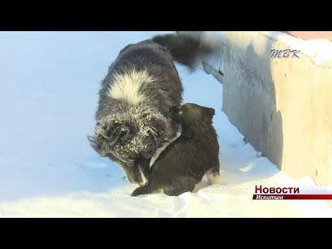 Помогите найти дом для пятерых детей. Неравнодушные искитимцы ищут хозяев для щенков Помогите найти дом для пятерых детей. Неравнодушные искитимцы ищут хозяев для щенков