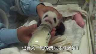 滿月的圓仔與新生幼兒園的朋友們 One Month Old Baby Giant Panda With Her Friends