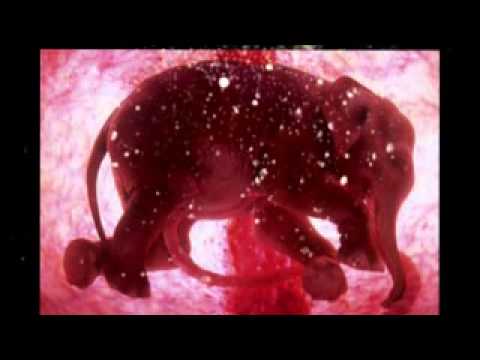 ANIMALES OVIPAROS Y VIVIPAROS - YouTube